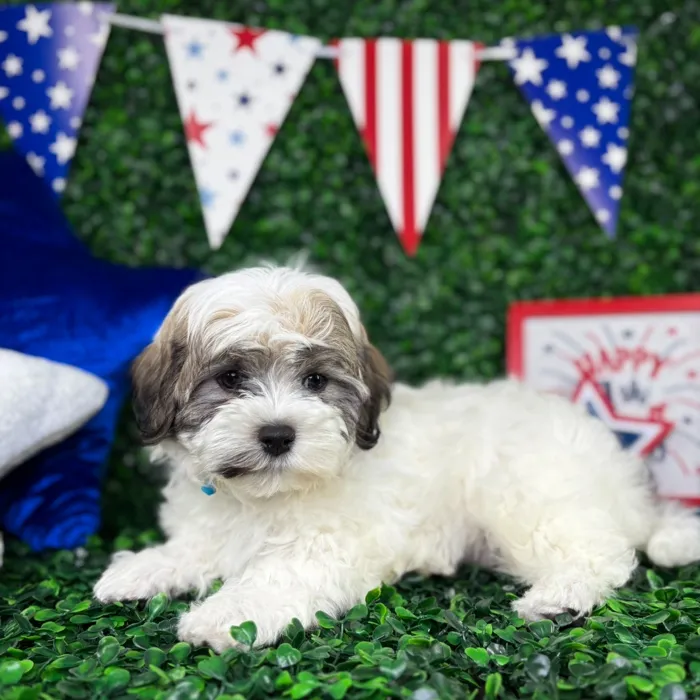 Male Teddy Bear puppy for sale at Puppy Dreams - North Richland Hills.