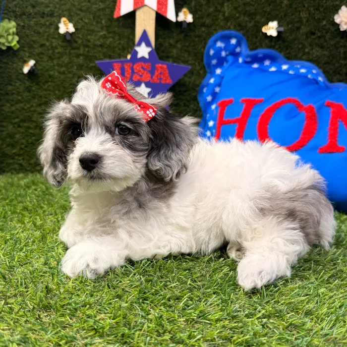 Female Cockapoo puppy named Jasmine for sale at Puppy Dreams - Carrollton.
