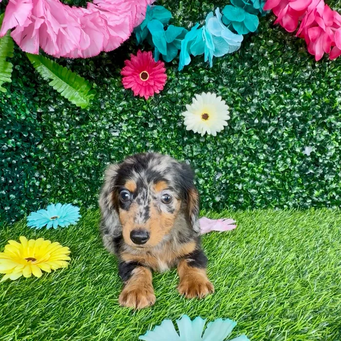 Male Dachshund puppy named Dylan for sale at Puppy Dreams - Denton.