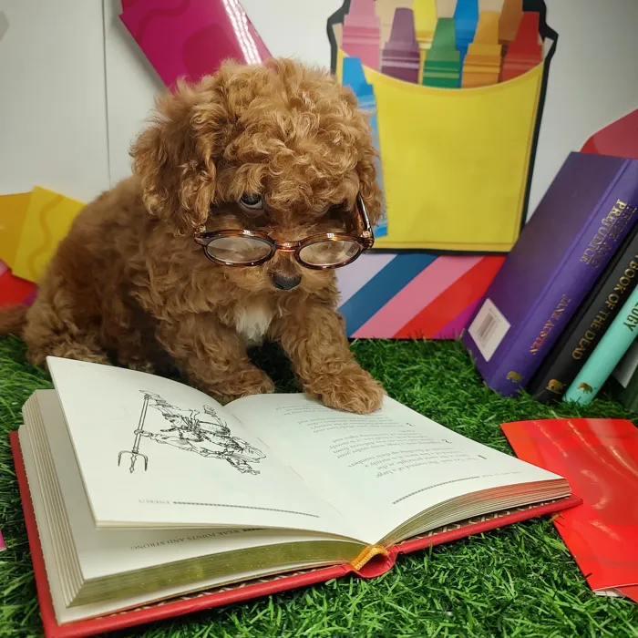 Male Mini Poodle puppy named *Mr. Evans* for sale at Puppy Dreams - Mansfield.
