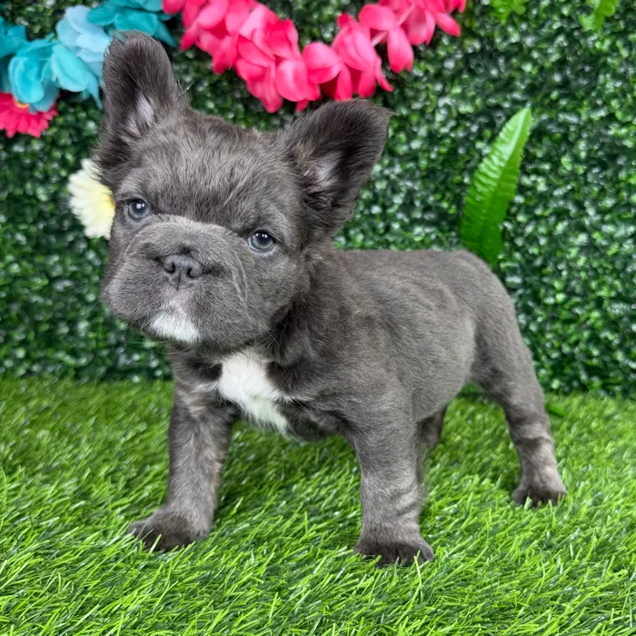 Female Fluffy French Bulldog puppy named Leah for sale at Puppy Dreams - Denton.