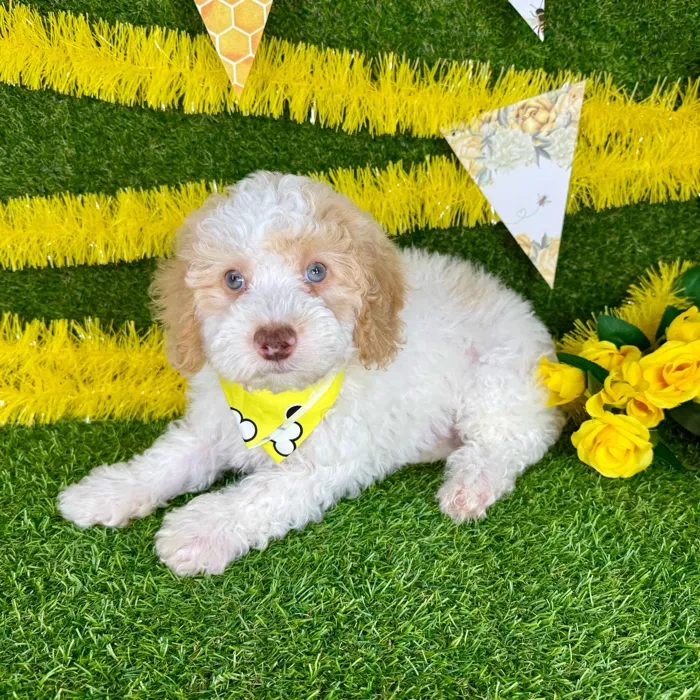 Male Mini Poodle puppy named Ken for sale at Puppy Dreams - Arlington.
