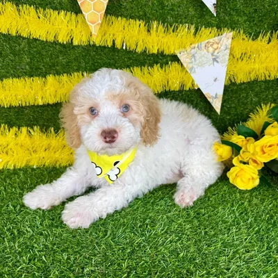 Male Mini Poodle puppy named Ken for sale at Puppy Dreams - Arlington.