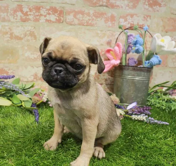 Female Pug puppy for sale at Puppy Dreams - Arlington.