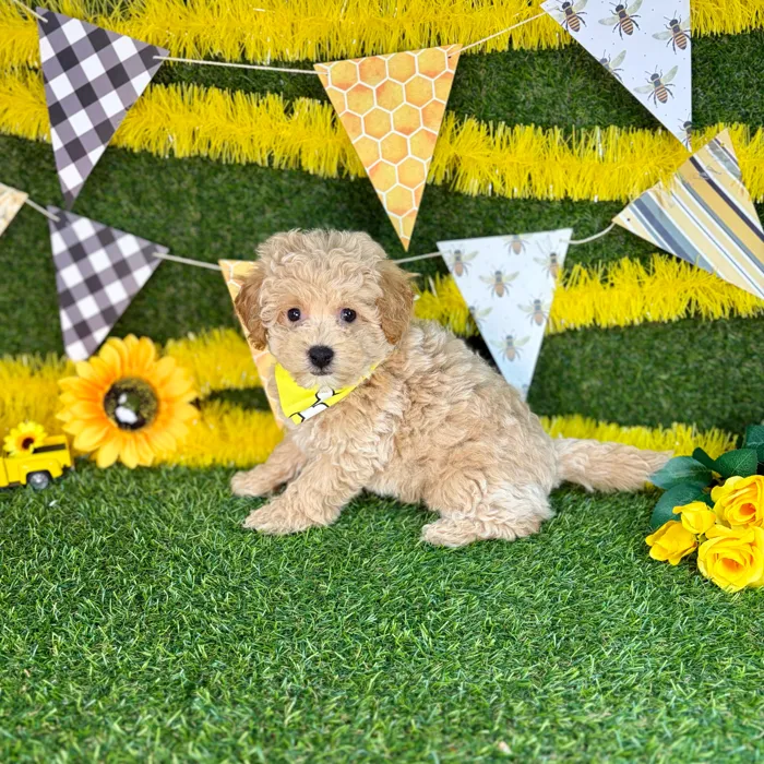 Male Bichon-Poodle puppy named Chia for sale at Puppy Dreams - Arlington.