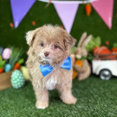 Male Pom-A-Poo puppy named Blaze for sale at Puppy Dreams - North Richland Hills.