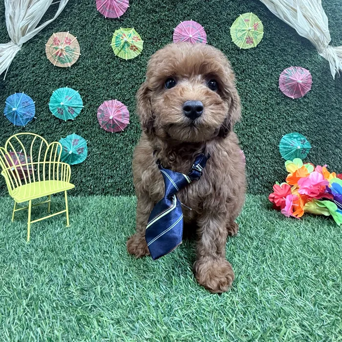 Male Mini Goldendoodle puppy named Bentley for sale at Puppy Dreams - Carrollton.