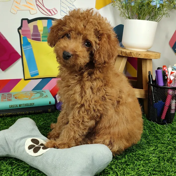 Male Mini Poodle puppy named *Professor Cromwell* for sale at Puppy Dreams - Mansfield.