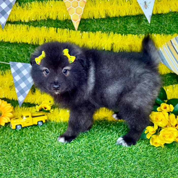 Female Keeshond puppy named Nova for sale at Puppy Dreams - Arlington.
