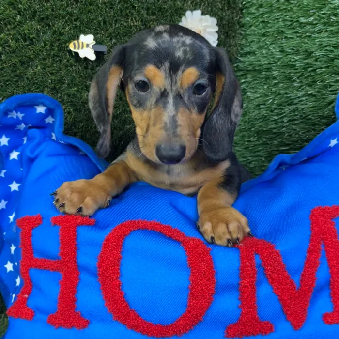 Male Dachshund puppy named Harry for sale at Puppy Dreams - Carrollton.