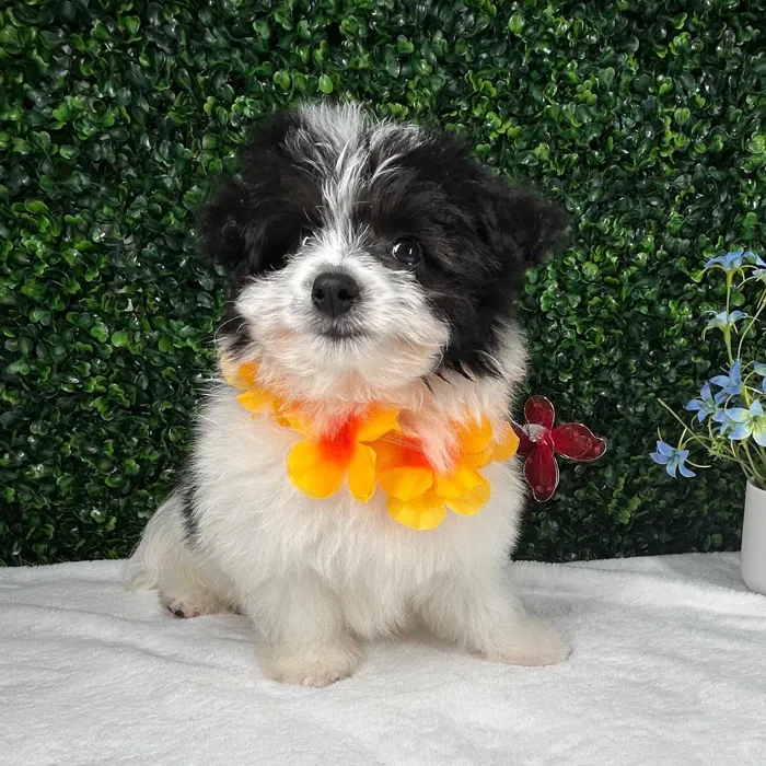 Male Pomachon puppy named *Oreo* for sale at Puppy Dreams - Mansfield.