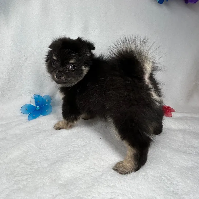 Male Pomchi puppy named *Bear* for sale at Puppy Dreams - Mansfield.