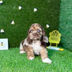 car_main_img_/media/ap_media/pets/EOBIQQAQTAFK123619.webp.250x250_q85.webp