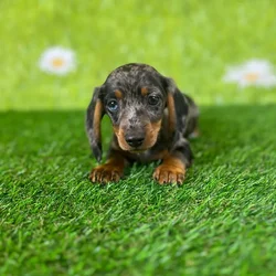 car_main_img_/media/ap_media/pets/EOFFCRDDTFZG130206.webp.250x250_q85.webp