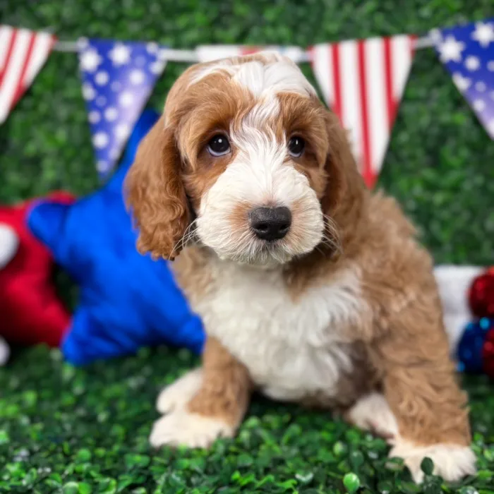 Male Mini Goldendoodle puppy named Mochi for sale at Puppy Dreams - North Richland Hills.