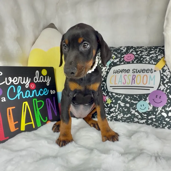 Female Doberman Pinscher puppy named Bean for sale at Puppy Dreams - Denton.
