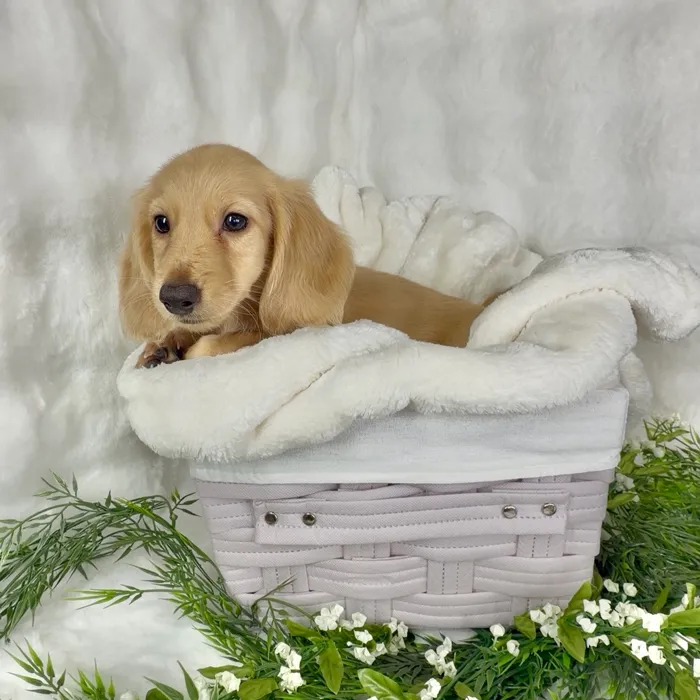 Female Dachshund puppy named Wendys for sale at Puppy Dreams - Denton.