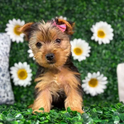 Female Morkie puppy named Millie for sale at Puppy Dreams - North Richland Hills.