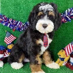 car_main_img_/media/ap_media/pets/EPCUPJFESWOF126171.webp.250x250_q85.webp