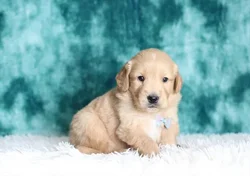 car_main_img_/media/ap_media/pets/EPDKRZWBLDMS122476.webp.250x250_q85.webp
