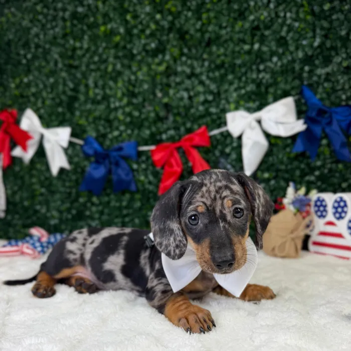 Male Dachshund puppy named Theo for sale at Puppy Dreams - Garland.