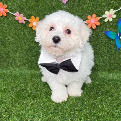 car_main_img_/media/ap_media/pets/EQWHMBJUPURW123479.webp.250x250_q85.webp