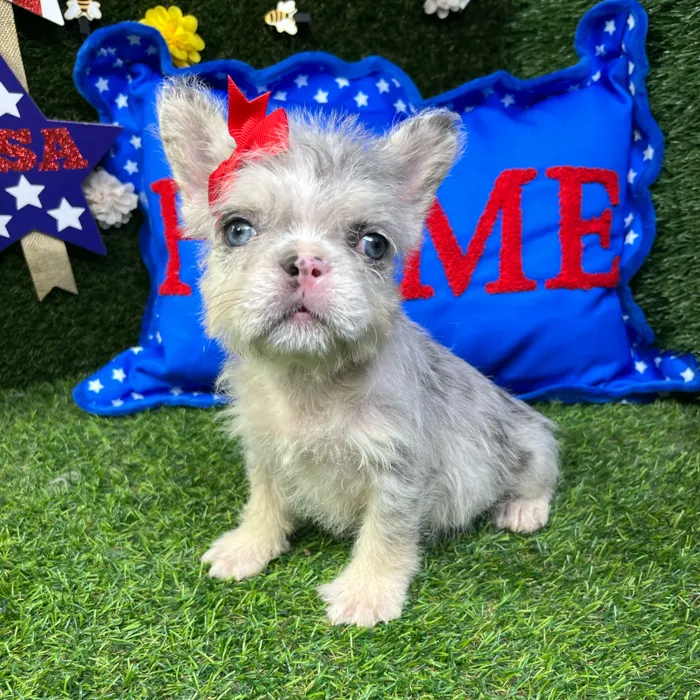 Female Fluffy French Bulldog puppy named Furby for sale at Puppy Dreams - Carrollton.