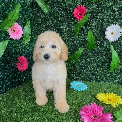 Female Mini Goldendoodle puppy named Sprite for sale at Puppy Dreams - Denton.