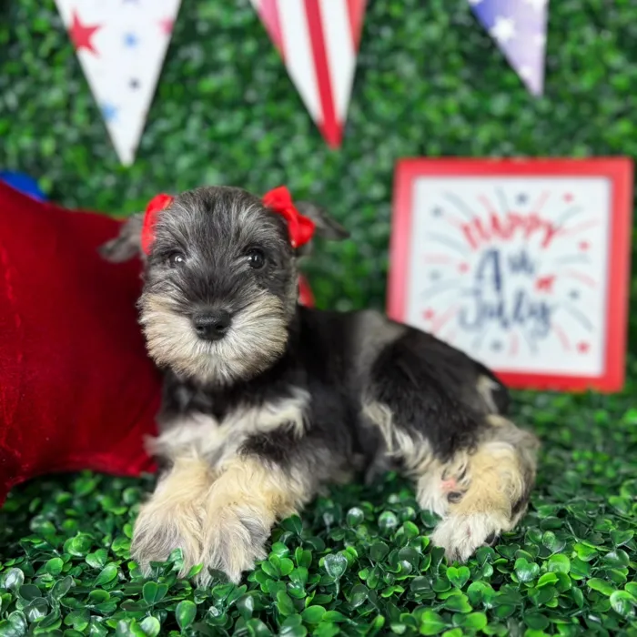 Female Mini Schnauzer puppy named Luna for sale at Puppy Dreams - North Richland Hills.