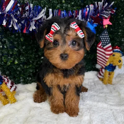 Female Yorkie-Poo puppy named Pearl for sale at Puppy Dreams - Garland.