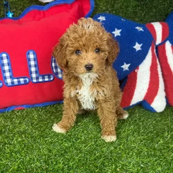 Male Mini Goldendoodle puppy named Puptini for sale at Puppy Dreams - Arlington.