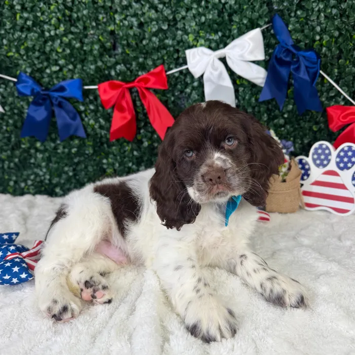 Male Cocker Spaniel puppy named Saint for sale at Puppy Dreams - Garland.
