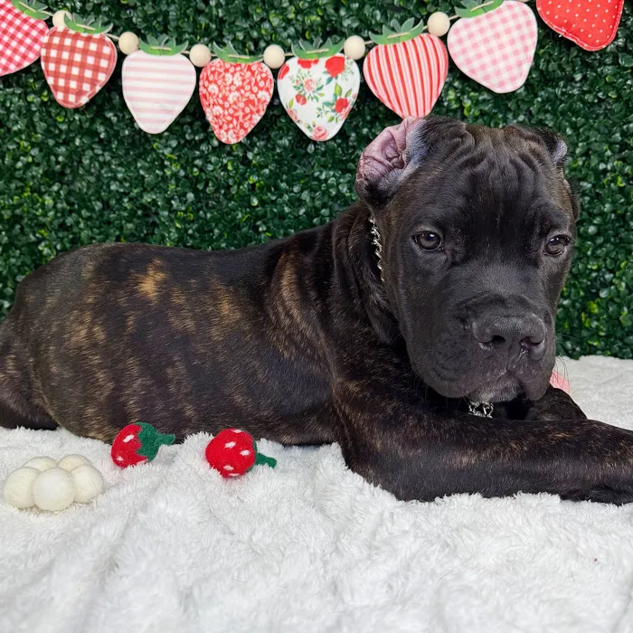 Male Cane Corso puppy named Shadow for sale at Puppy Dreams - Garland.