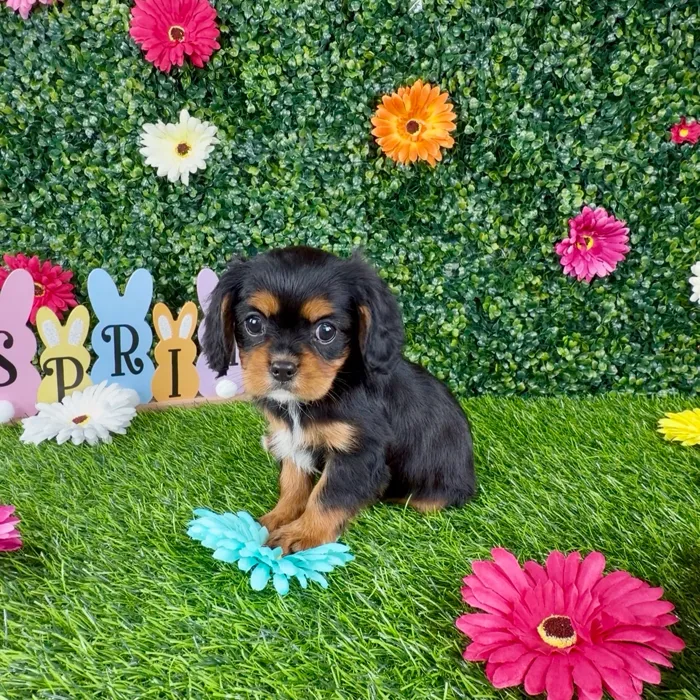Female Cavalier King Charles Spaniel puppy named Michelada for sale at Puppy Dreams - Denton.