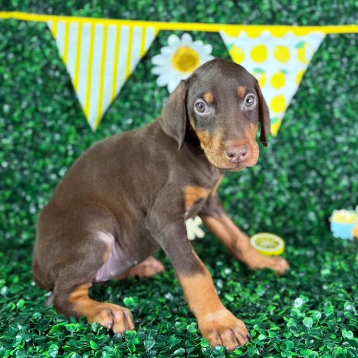 Female Doberman Pinscher puppy named Storm for sale at Puppy Dreams - North Richland Hills.
