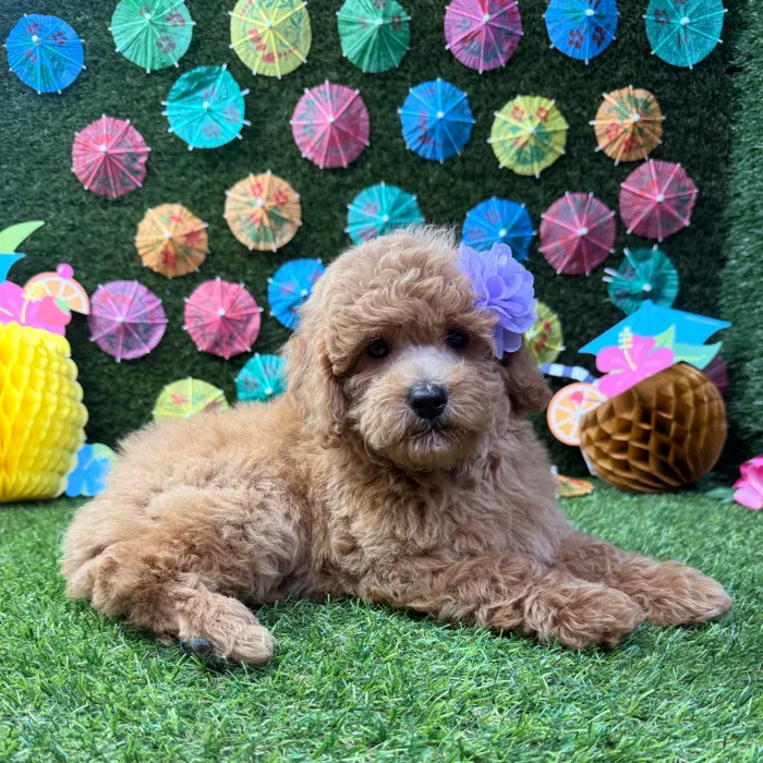 Female Mini Goldendoodle puppy named Sadie for sale at Puppy Dreams - Carrollton.