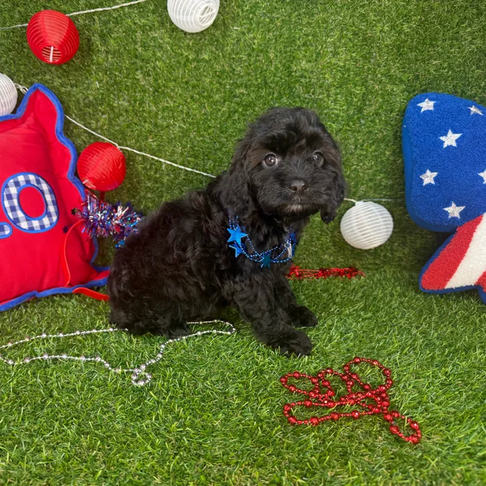 Male Cavapoo puppy named Renne for sale at Puppy Dreams - Arlington.