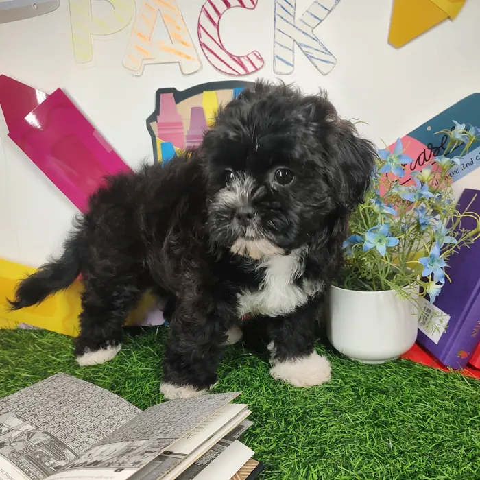Female Shipoo puppy named Carlton for sale at Puppy Dreams - Mansfield.