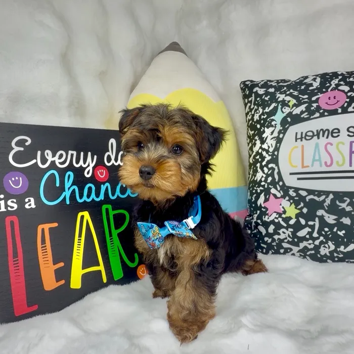 Male Yorkie puppy named Bubs for sale at Puppy Dreams - Denton.