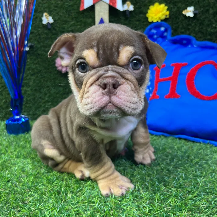 Female English Bulldog puppy named Muffin for sale at Puppy Dreams - Carrollton.