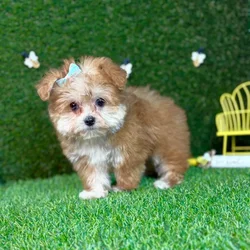 car_main_img_/media/ap_media/pets/FAWPFRNWBYZI120346.webp.250x250_q85.webp