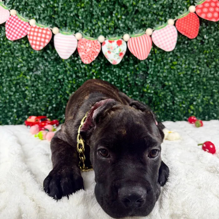 Male Cane Corso puppy named Diesel for sale at Puppy Dreams - Garland.