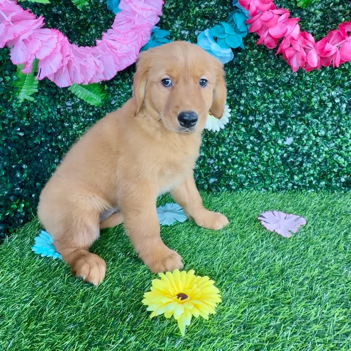 Female Golden Retriever puppy named Debby Ryan for sale at Puppy Dreams - Denton.
