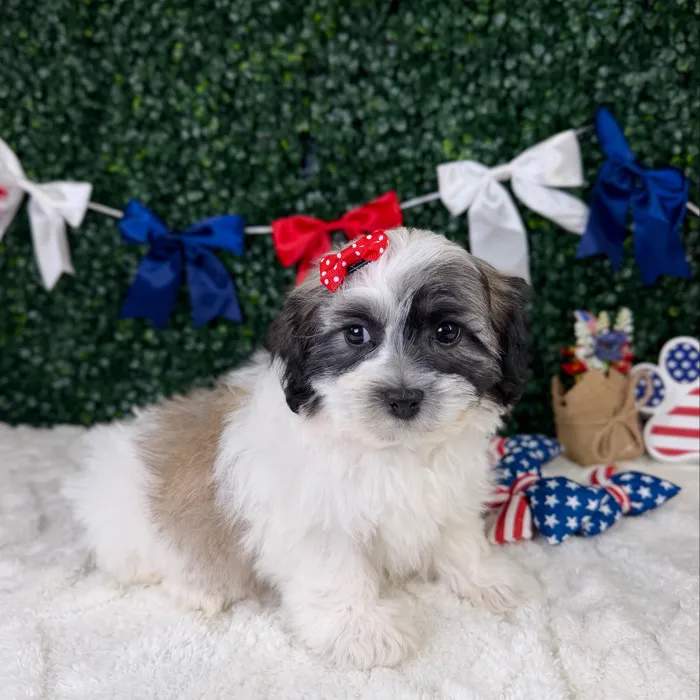 Female Teddy Bear puppy named Poppy for sale at Puppy Dreams - Garland.