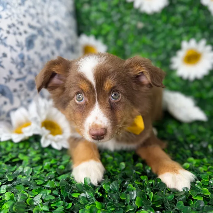 Male Mini Aussie puppy named Max for sale at Puppy Dreams - North Richland Hills.