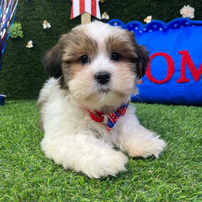 Male Shorkie puppy named Chip for sale at Puppy Dreams - Carrollton.