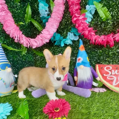 Female Pembroke Welsh Corgi puppy named Weasel for sale at Puppy Dreams - Denton.