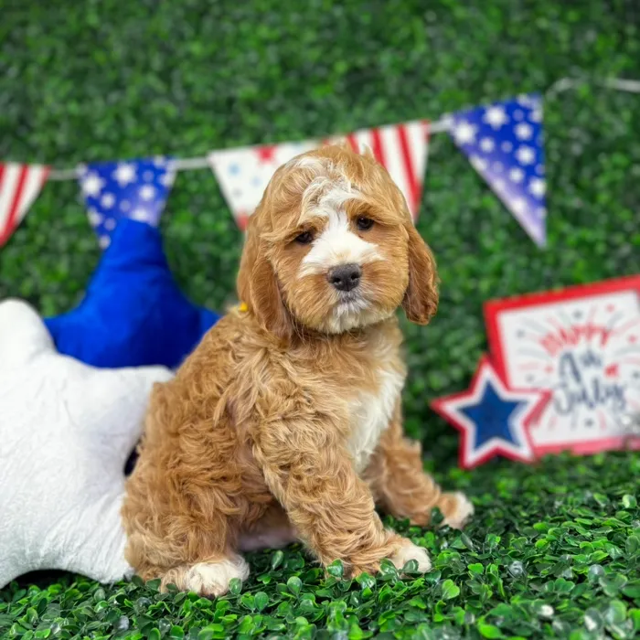 Male Cockapoo puppy named Archie for sale at Puppy Dreams - North Richland Hills.