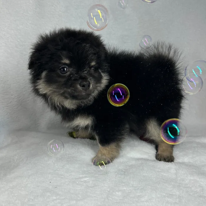 Male Pomchi puppy named *Bear* for sale at Puppy Dreams - Mansfield.