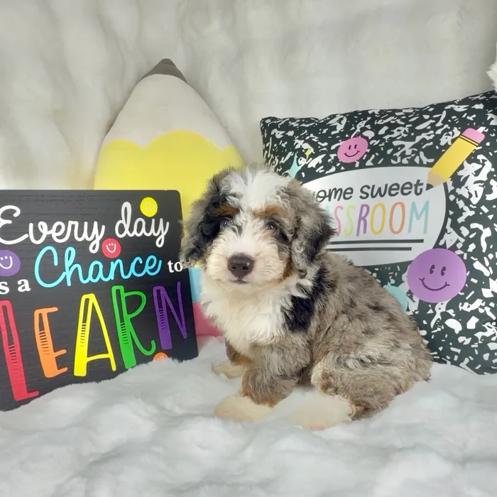 Female Bernedoodle puppy named Almond Joy for sale at Puppy Dreams - Denton.